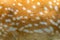 Texture of spotted deer skin stock photo close up