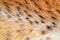 Texture spotted wild animal fur .