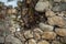 Texture of a stone wall, Roots in the wall, background old wall, castle wall