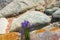 The texture of the stone walls of the Solovetsky monastery.