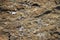 Texture of the stone with white veins. presumably travertine, gneiss or granite