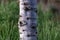 The texture of the structure of the bark of a tree. Close up of tree trunk in forest