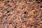 Texture and surface of cut laterite