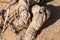 The texture of the surface of the old tree stump. Very old wood texture. The texture of the sawn wood. Close-up. The texture of