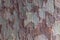 Texture of Sycamore Tree Platanus, Plane-tree bark. Close-up of natural camouflage tree background for design