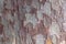 Texture of Sycamore Tree Platanus, Plane-tree bark. Close-up of natural camouflage tree background for design