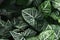 Texture Taro leaf in dark light,  Colocasia esculenta leaves natural green background, Large heart shaped green leaves of Elephant