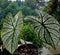 Texture of taro leaves