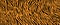 Texture tiger orange stripe black background