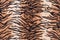 Texture of tiger pelt and fur