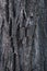 Texture of tree bark. gray vertical background. copy space