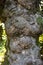 The texture of tree bark magnolia grandiflora with moss