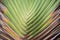 Texture of tree bark. Palm tree. Background. Pattern of tropical