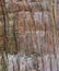 Texture of tree bark - Yamadera, Yamagata, Japan