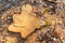 Texture of tree stump detail