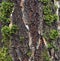 Texture of a tree trunk with a piece of green moss