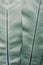 Texture of tropical leaf in pale green shades.