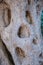 Texture trunk of an old olive tree Natural design element. Texture of a trunk an old olive tree. Macro of a bark