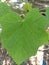 Texture and veins of jatropha leaves