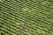 Texture of a vineyard of grape plants