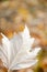 Texture of white poplar leaf on bokeh background. Autumn background of leaf in park with copy space. Mood vertical foto