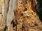 Texture of wood inside an old stump.