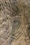 Texture wood Natural wood surface, ideal for backgrounds and textures