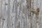 Texture of wooden doors covered with paint