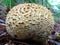 Texture in the woods, a Common Earth ball fungus, Scleroderma Citrinum.