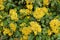 Texture of yellow flowers with green spiky serrated leaves