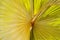 Texture yellow, green plant, with corrugated volume sheets, with a three-dimensional core inside, an exotic flower that loves heat