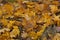 texture of yellow leaves on the ground park maples