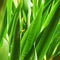 The texture of young foliage on a shrub. Close-up Dense glossy leaves of oblong shape