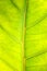 Texture of A Young Terminalia Leaf