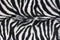 Texture Zebra