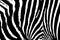 Texture of zebra skin