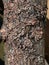 Textured abstract embossed brown black tree bark