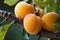 Textured Apricot closeup photo. Generate Ai
