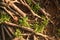 Textured background of brown exotic tree roots and green grass