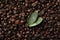 Textured background of coffee beans with leaf