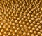 Textured Background of Golden Twists
