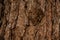 Textured background of a long aged tree bark in the autumn forest