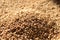 Textured background of many Wheat grains. Golden food crop harvest