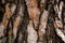 Textured background of a patterned ornate tree bark in the autumn forest