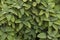 Textured background of Salvia fruticosa