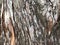 textured bark of a Dawn Redwood tree