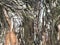 textured bark of a Dawn Redwood tree