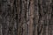 The textured bark of a tree. Creative vintage background. Tree poplar.