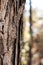 Textured Bark of a Tree with Sunlit Background