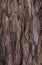 The textured bark of a young coastal redwood. Sequoia bark natural background.